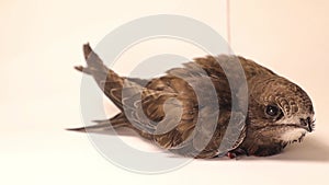 Swift on white background. Not swallow. Bird isolated, birds Ornithology