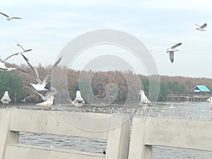 Swiftlet Gull migrated annually