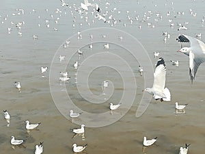 Swiftlet Gull migrated annually