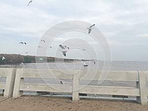 Swiftlet Gull migrated annually photo