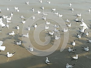 Swiftlet Gull migrated annually photo