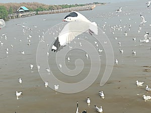 Swiftlet Gull migrated annually photo