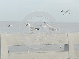 Swiftlet Gull migrated annually photo