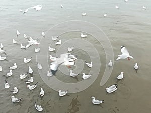 Swiftlet Gull migrated annually photo