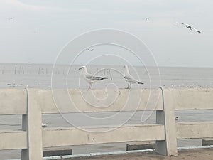 Swiftlet Gull migrated annually photo