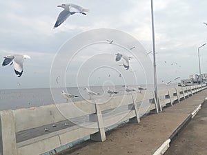 Swiftlet Gull migrated annually photo