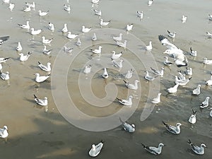 Swiftlet Gull migrated annually photo