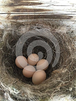 Swifts bird nest