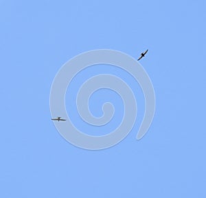Swifts in flight photo