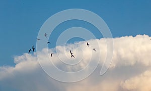 Swifts on the hunt fly in the sky. photo