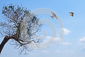 Swifts over blue sky background photo
