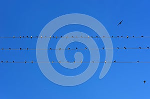 Swifts on wires