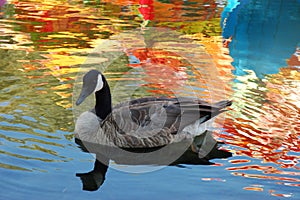 Swim into colorful world