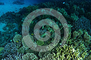 Swim over green color coral garden photo