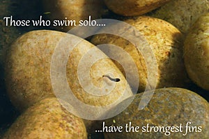 Swim solo strong fins - Inspirational Quote