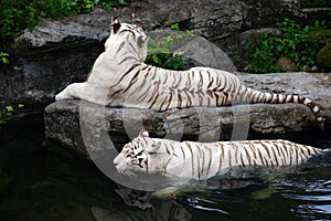 En nadar blanco tigres 