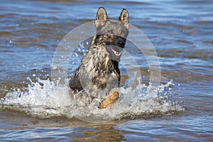 Swiming Germany sheepdog