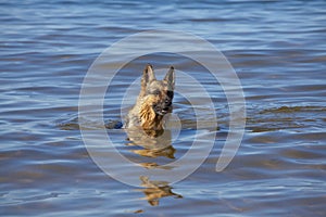 Swiming Germany sheepdog