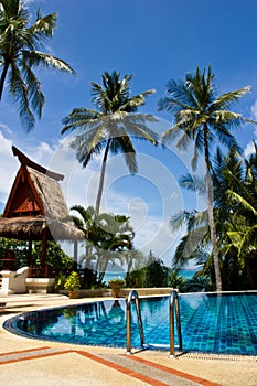 Swiming pool and coconut tree photo