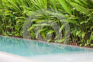 Swiming pool on a garden