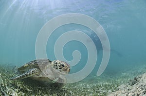 Swimmer Approaching Sea Turtle Underwater