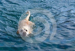 Swimmer dog