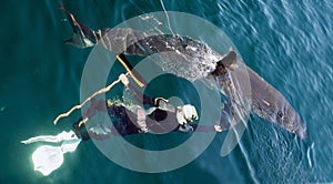 Man and Great White Shark