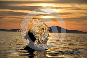 Swimmer splashing at sunset