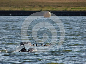 Swimmer swimming with ducks on pennington flash, photo taken in the UK