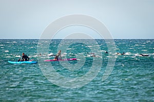 Swimmers Play With New Zealand Common Dolphins