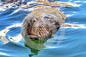 Adult brown fur seal