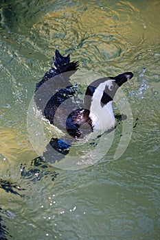 Swimming African Penguin