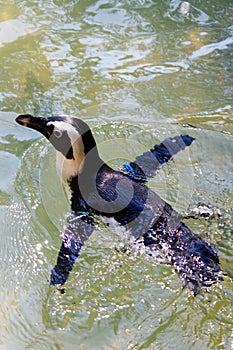 Swimming African Penguin