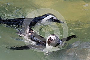 Swimming African Penguin