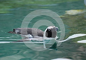 Swimming African Penguin Swimming in an aqua Body of Water