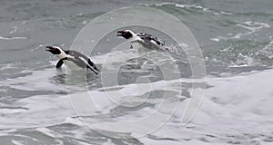 Swimming African penguins (spheniscus demersus)