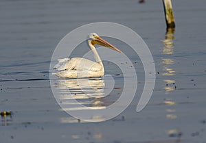 Swimming American white Pelican