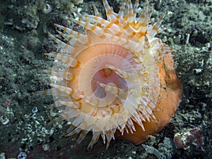 Swimming Anemone Stomphia didemon