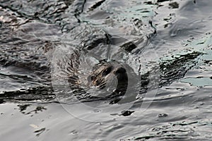 Swimming Asian small-clawed otters