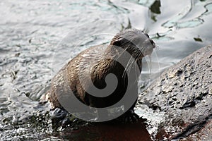 Swimming Asian small-clawed otters