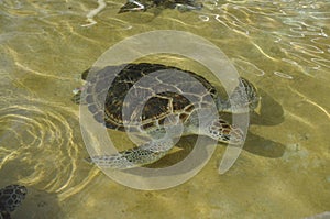 Swimming real baby sea turtles dude