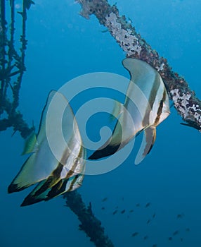 Swimming batfish