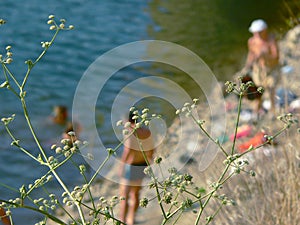 Swimming and bathing in the sea, dam and lakes. Summer.