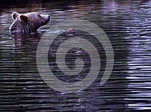 A swimming bear