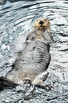 Swimming beaver