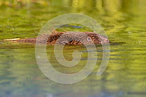 Swimming beaver in sunset reflections