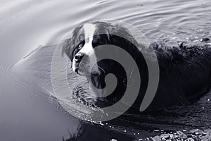 Swimming bernese mountain dog