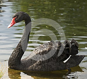 Swimming a black swan