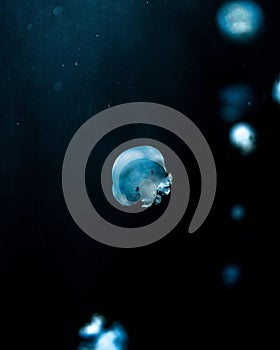 Swimming blue jellyfish (Scyphozoa) on a dark blurred background