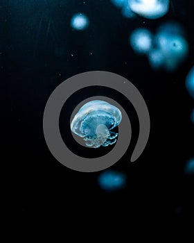 Swimming blue jellyfish (Scyphozoa) on a dark blurred background